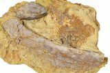 Fossil Dinosaur Bone Fragments in Sandstone - Wyoming #370658-1